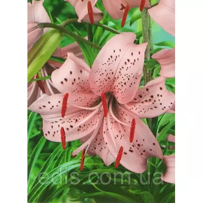 Лілія звисаюча Pink Giant (Пінк Гіант) 1 цибулина 12/14