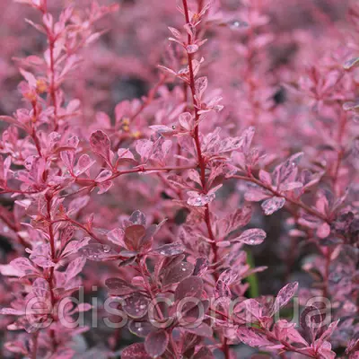 Барбарис Тунберга Pink Queen (Пінк Квін) у контейнері