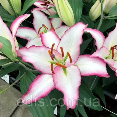 Лілія орієнтальна Hotline 1 цибулина 12/14