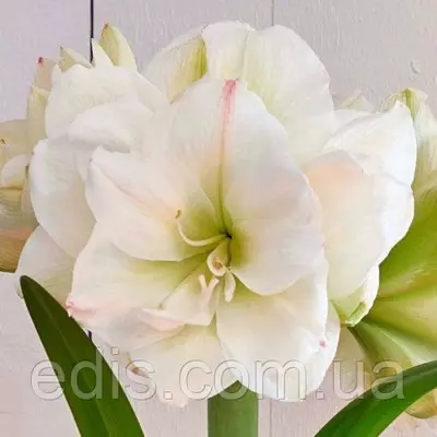 Гіппеаструм махровий White Amadeus 24/26