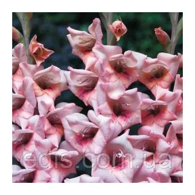 Гладіолус бамбіно Bastia (2 квітконоса) 3 шт./уп.