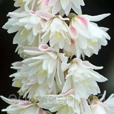 Деція шорстка біла Plena контейнер 2 л.