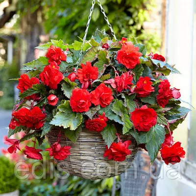 Бегонія бульбова Ампельна з гігантською квіткою Червона, 1 бульба