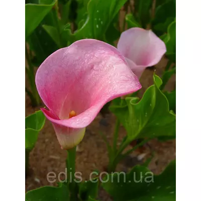 Калла Slow (Слоу) 1 бульба