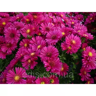 Айстра багаторічна чагарникова Jenny (сентябринка) у контейнері