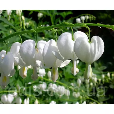 Дицентра біла (Розбите серце) контейнер