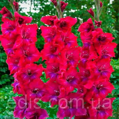 Гладіолус Union Jack 3 шт./уп., великоквітковий