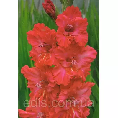 Гладіолус гофрований Fire Frizzle 3 шт./уп.
