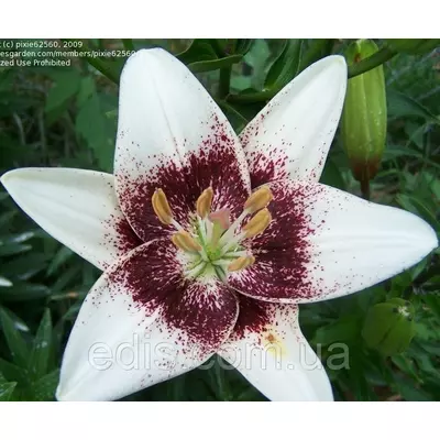Лілія азіатська Pixels White (Пікселс Уайт) 1 цибулина 12/14