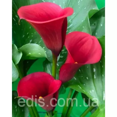 Калла Majestic Red (Маджестік Ред) 1 бульба 12/14