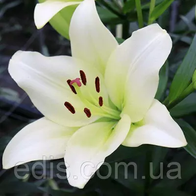 Лілія LA гібрид Lemon Star (Лемон Стар) 1 цибулина 12/14