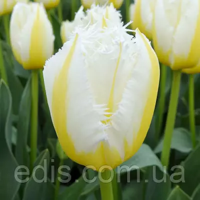 Тюльпан оторочений Lemon Beauty (Лемон Б'юті) оторочений 3 цибулини
