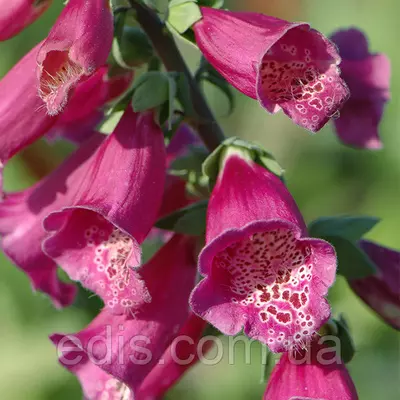 Дигіталіс (Наперстянка) Virtuoso Red