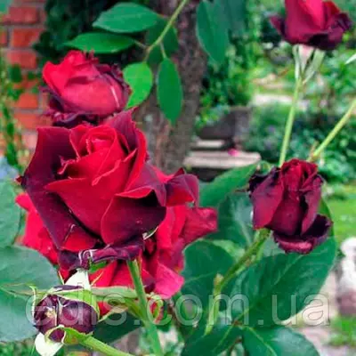 Троянда в'юнка Норіта (Norita)