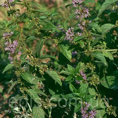 М'ята Лугова, саджанець