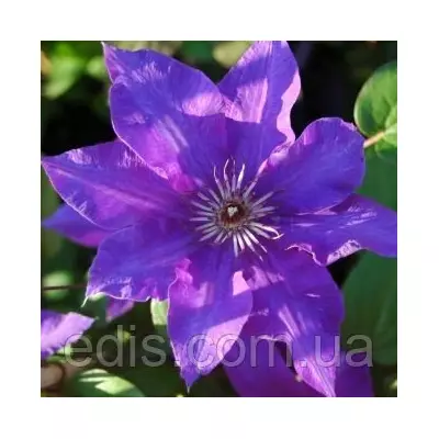 Клематис The President (Президент)