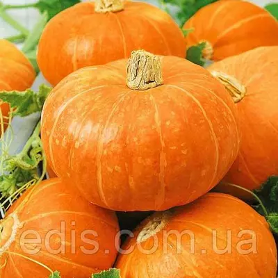 Гарбуз Цукерка 1 г., семена ТМ Яскрава