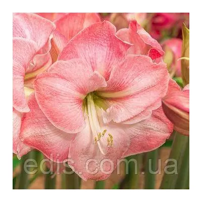 Гіппеаструм простий Caprice (Каприз) в горщику