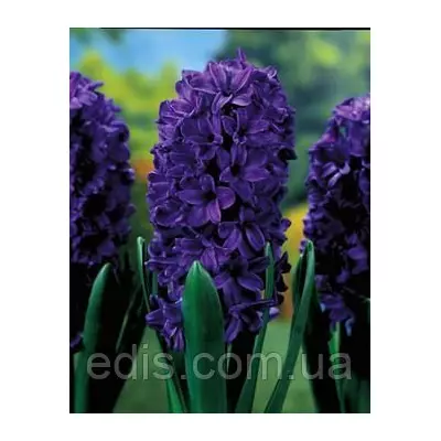 Гіацинт Peter Stuyvesant 1 цибулина (калібр 18/19 - дуже великий)