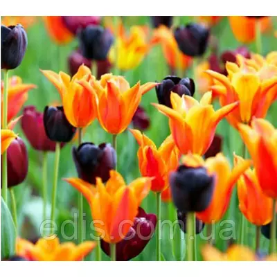 Арт-набір Аргентина (10 цибулин тюльпанів)