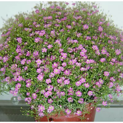 Гіпсофіла jоднорічна рожева 1 г, насіння, Яскрава