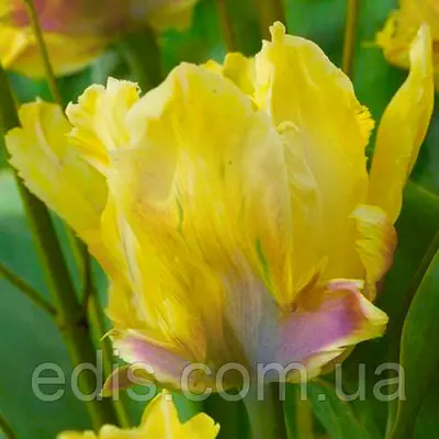 Тюльпан папуговий Yellow Lizard (Єллоу Лизад) 3 шт/уп
