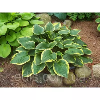 Хоста Fortunei Aureomarginata (Форчуна Ауреомарджината) кореневище