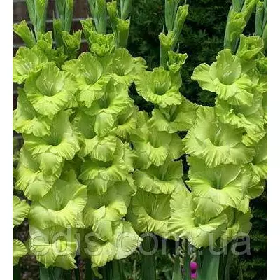 Гладіолус Green Star 8/10 3 цибулини