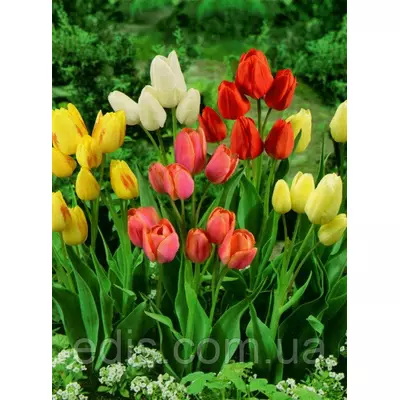 Тюльпан Мультифлора суміш 50 шт/уп.