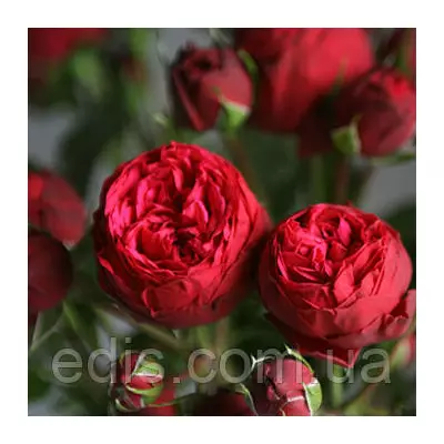 Троянда Спрей Piano (Піано)