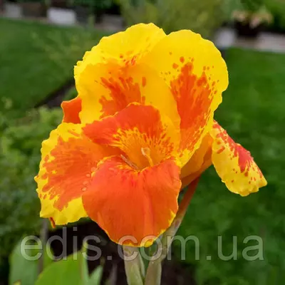 Канна низькоросла Mr.Crozy