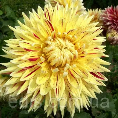 Жоржина декоративна Cambridge