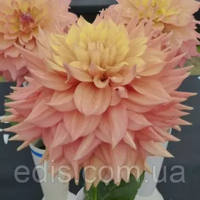 Георгина гигантская Jessy