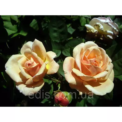 Троянда Леандр (Leander) чайно-гібридна