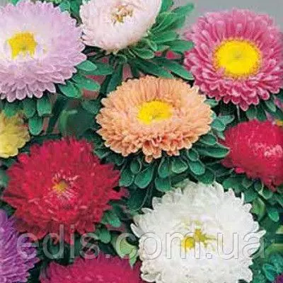 Айстра Мацумото суміш 0,3 г насіння Яскрава