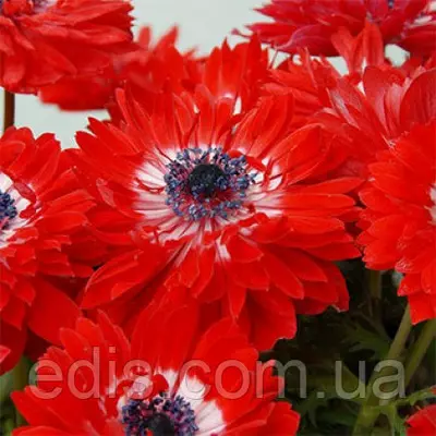 Анемона корончаста махрова The Governor (Говена) 5 бульб/уп.