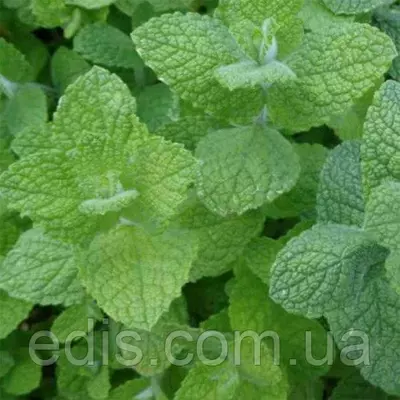 М'ята круглолиста Яблучна, саджанець Р9