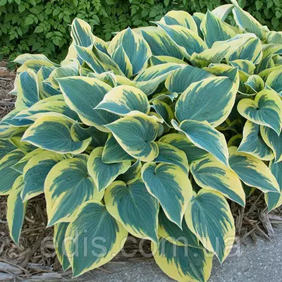 Хоста First Frost кореневище