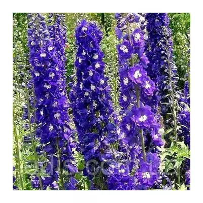 Дельфініум King Arthur (Король Артур), багаторічник, 0,1 г, насіння Яскрава