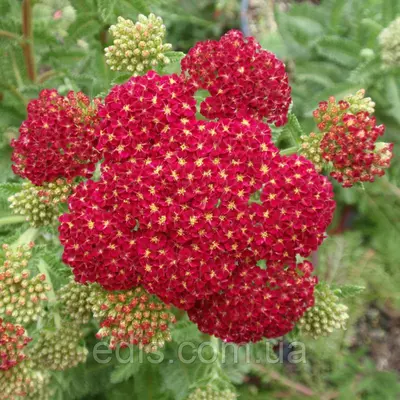 Деревій Millefolium Red Velvet