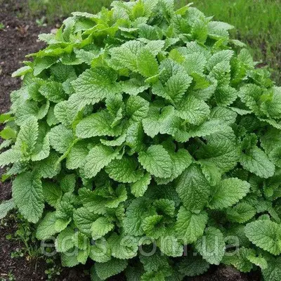 Мята лимонная, саженец Р9