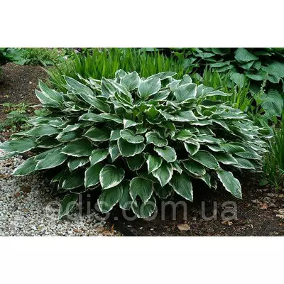 Хоста Francee (Франсі) корневище