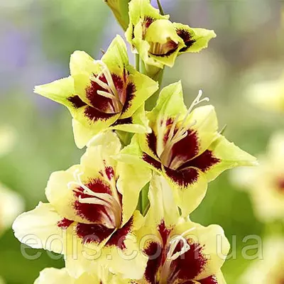 Гладіолус Гладиолус Бамбіно Etty 3 шт/уп