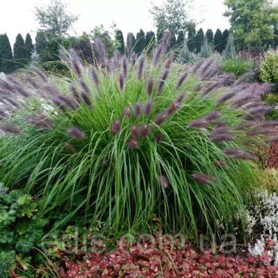 Пеннісетум Black Beauty (Чорна Красуня), саджанець