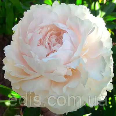 Півонія Solange (Соланж) кореневище