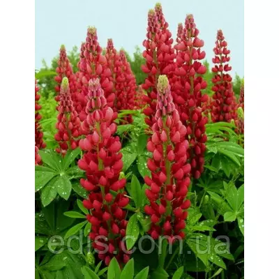 Люпин My Castle (Май Кастл) кореневище