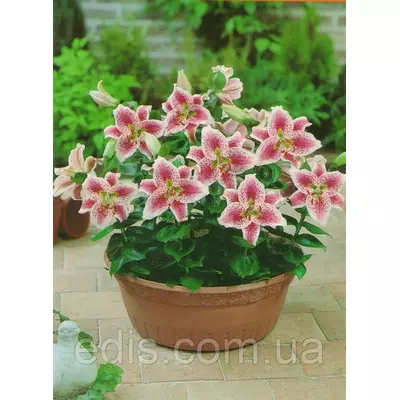 Лілія низькоросла Angeliqua (Анжеліка) 1 цибулина 12/14