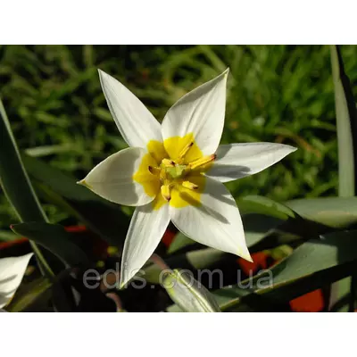 Тюльпан ботанічний Turkestanica (Туркестаніка) 3 цибулин