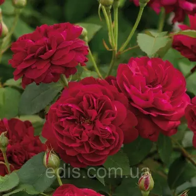 Роза Дарсі Бассел (Darcey Bussell)