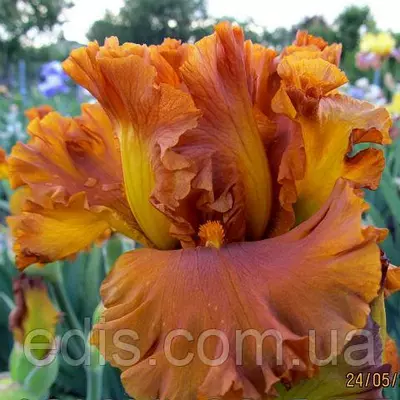 Ірис бородатий Golden Panther (Голден Пентер)